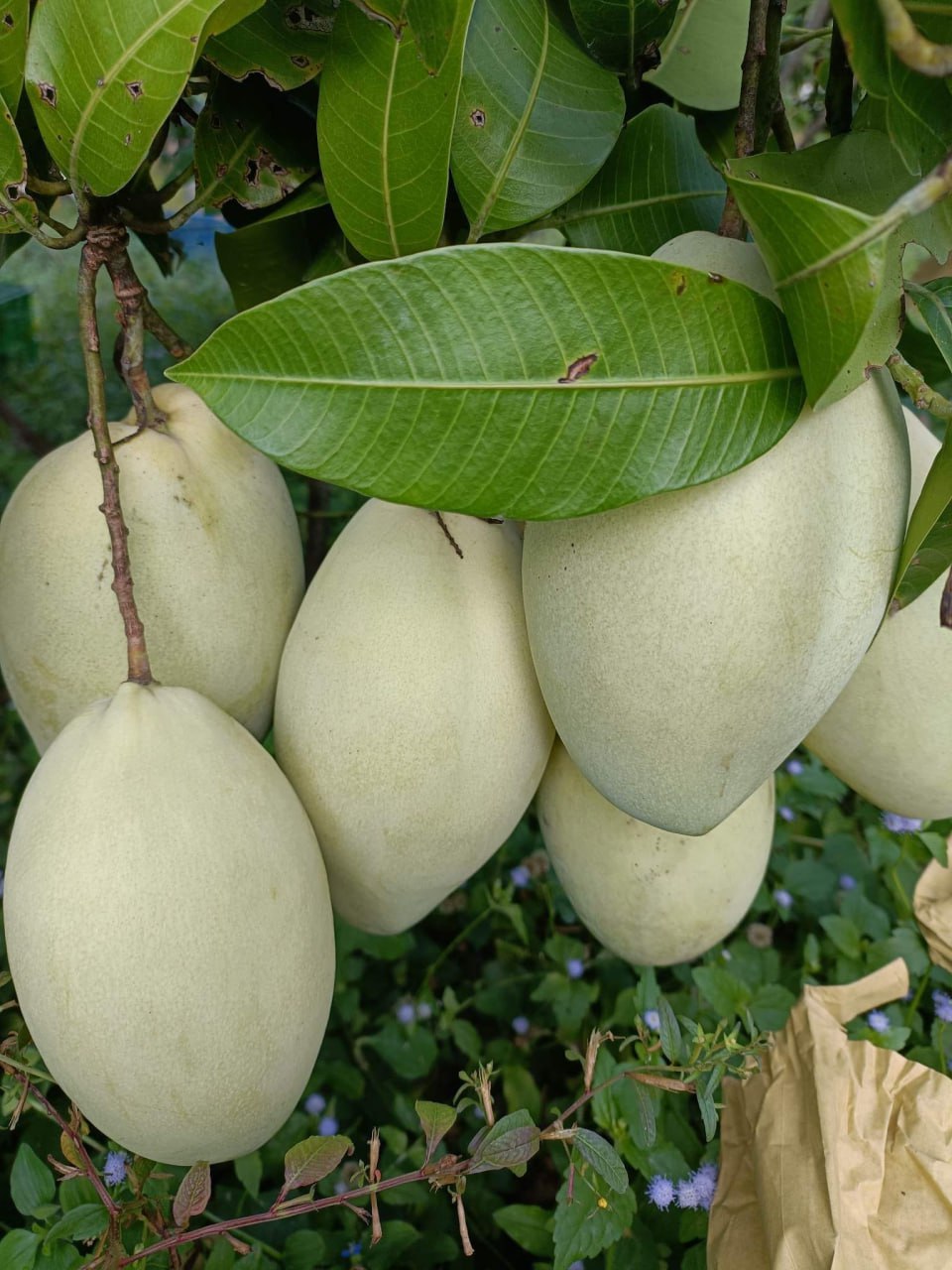 ស្វាយកែវរមៀតឧត្តរមានជ័យ